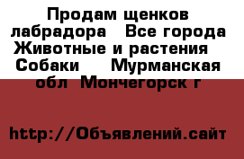 Продам щенков лабрадора - Все города Животные и растения » Собаки   . Мурманская обл.,Мончегорск г.